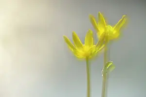 Celandine: Lesser Celandine