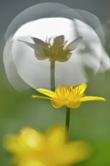 Celandine: Lesser Celandine