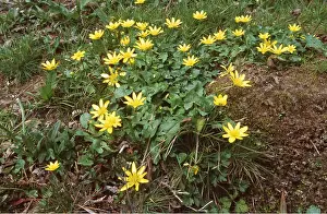 Weeds: Lesser CELANDINE on bank