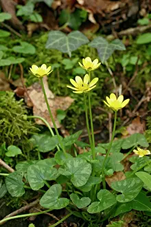 Celandine: Lesser CELANDINE - cluster of flowers