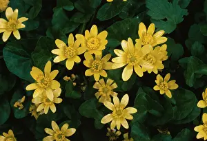 Celandine: Lesser CELANDINE - in flower