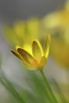 Celandine: Lesser Celandine Flower