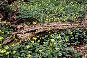 Celandine: Lesser Celandine - in flower, in woodland