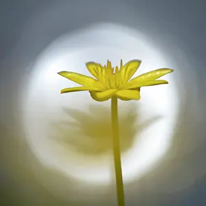 Celandine: Lesser Celandine (Ranunculus ficaria) blooming