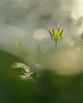 Celandine: Lesser Celandine (Ranunculus ficaria) blooming