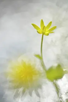 Celandine: Lesser Celandine (Ranunculus ficaria) blooming