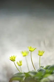 Celandine: Lesser Celandine (Ranunculus ficaria) blooming