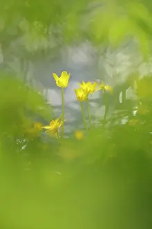 Celandine: Lesser Celandine (Ranunculus ficaria) blooming