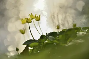 Celandine: Lesser Celandine (Ranunculus ficaria) blooming