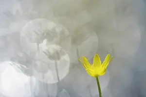Celandine: Lesser Celandine (Ranunculus ficaria) blooming