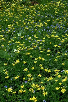 Celandine: Lesser celandine & Slender speedwell (Veronica