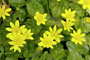 Celandine: Lesser Celandines