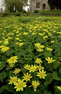 Celandines: Lesser Celandines