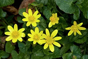 Celandines: Lesser Celandines