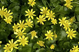 Celandine: Lesser celandines in flower