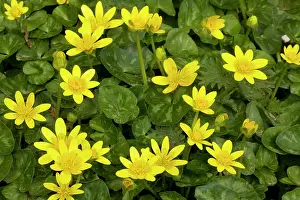 Celandine: Lesser Celandines - in flower in spring sunshine