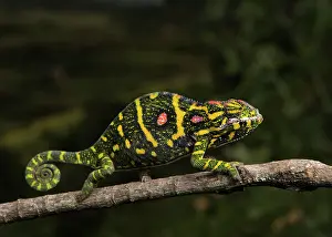 Minor: Lesser chameleon (Furcifer minor), female on branch