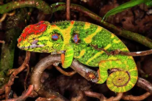 Minor: Lesser chameleon (Furcifer minor), female, captive