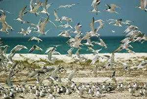 Bengalensis: LESSER CRESTED TERN