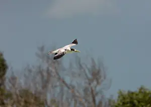 Bengalensis: Lesser-crested Tern - in flight
