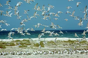 Bengalensis: Lesser Crested Tern - flock taking off