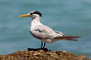 Bengalensis: Lesser Crested Tern in non-breeding plumage