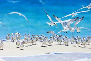 Terns: Lesser crested terns (Thalasseus bengalensis) on