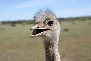 Rheas: Lesser / Darwin's Rhea