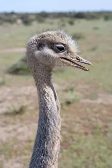 Rheas: Lesser / Darwin's Rhea