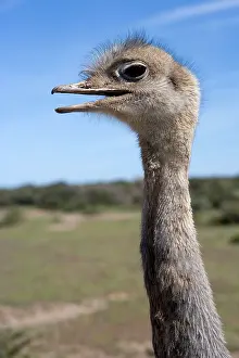 Rheas: Lesser / Darwin's Rhea