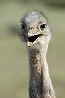 Rheas: Lesser / Darwin's Rhea