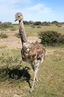 Lesser / Darwin's Rhea