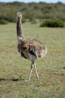 Lesser / Darwin's Rhea