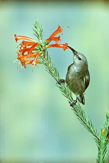 Double: Lesser Double-collared Sunbird - on plant