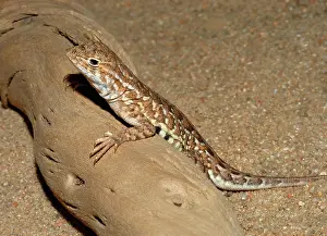 Maculata: Lesser Earless Lizard