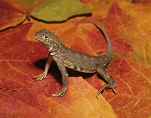 Maculata: Lesser Earless Lizard