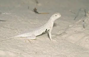 Maculata: Lesser Earless Lizard