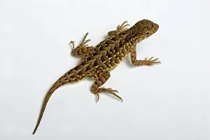 Maculata: Lesser Earless Lizard (Holbrookia maculata)