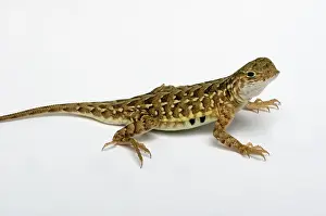 Maculata: Lesser Earless Lizard (Holbrookia maculata)