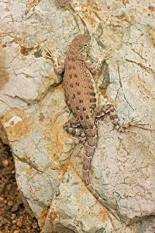 Maculata: Lesser Earless Lizard - On rock