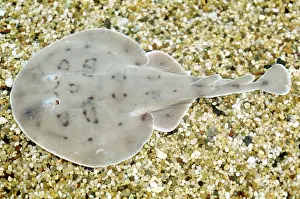 Lesser Electric Ray