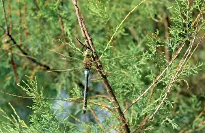 Anax: Lesser Emperor Dragonfly