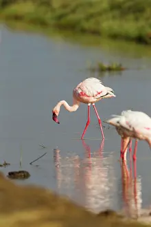 Phoeniconaias: Lesser Flamigo