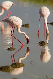 Phoeniconaias: Lesser Flamigo