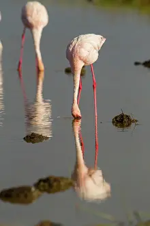 Phoeniconaias: Lesser Flamigo