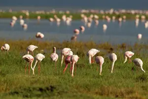Phoeniconaias: Lesser Flamigo
