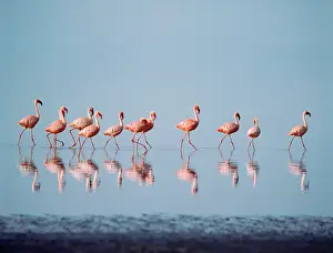 Eric Dragesco: Lesser Flamingo
