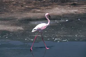 Naivasha: Lesser Flamingo
