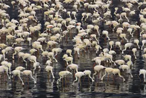 Themes: Lesser Flamingo