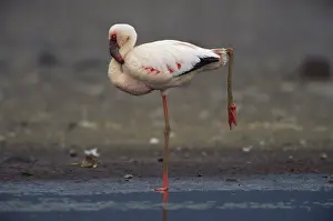 Themes: Lesser Flamingo
